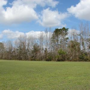 Photo of SOLD!  38 Acres of Farm and Timber Land For Sale in Columbus County NC!