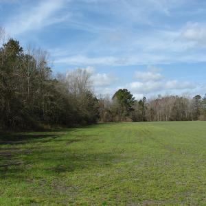Photo of SOLD!  38 Acres of Farm and Timber Land For Sale in Columbus County NC!
