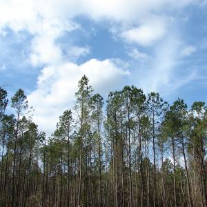 Photo of SOLD!  38 Acres of Farm and Timber Land For Sale in Columbus County NC!