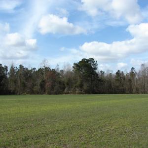 Photo of SOLD!  38 Acres of Farm and Timber Land For Sale in Columbus County NC!