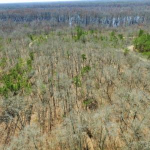 Photo of UNDER CONTRACT!  36.48 Acres of Hunting Land For Sale in Craven County NC!