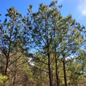 Photo of UNDER CONTRACT!  36.48 Acres of Hunting Land For Sale in Craven County NC!