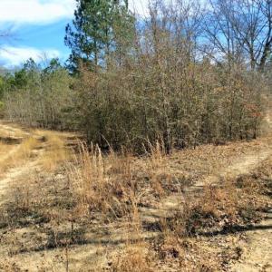 Photo of UNDER CONTRACT!  36.48 Acres of Hunting Land For Sale in Craven County NC!