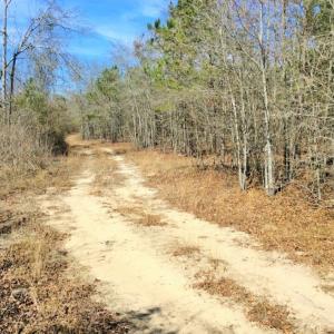 Photo of UNDER CONTRACT!  36.48 Acres of Hunting Land For Sale in Craven County NC!