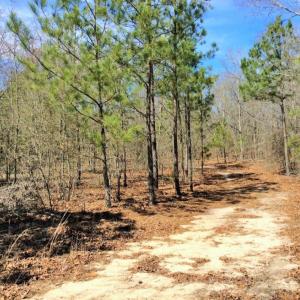 Photo of UNDER CONTRACT!  36.48 Acres of Hunting Land For Sale in Craven County NC!