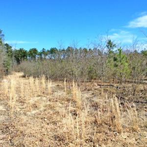 Photo of UNDER CONTRACT!  36.48 Acres of Hunting Land For Sale in Craven County NC!