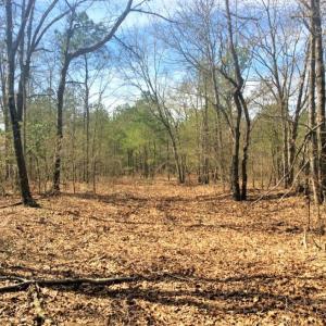 Photo of UNDER CONTRACT!  36.48 Acres of Hunting Land For Sale in Craven County NC!