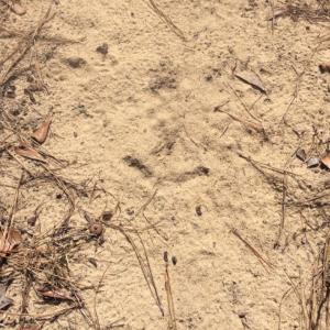 Photo of UNDER CONTRACT!  36.48 Acres of Hunting Land For Sale in Craven County NC!