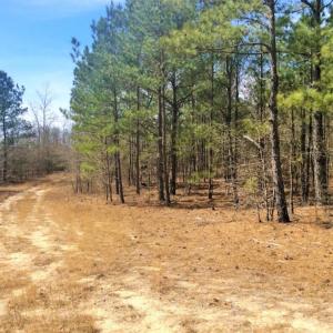 Photo of UNDER CONTRACT!  36.48 Acres of Hunting Land For Sale in Craven County NC!