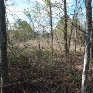 Photo of UNDER CONTRACT!  5.12 Acres of River Front Land For Sale in Jones County NC!