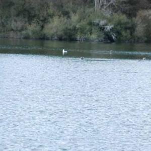 Photo of UNDER CONTRACT!  5.12 Acres of River Front Land For Sale in Jones County NC!