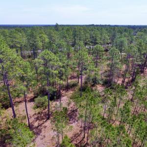 Photo of SOLD!  12.7 Acres of Timberland For Sale in Pamlico County NC!