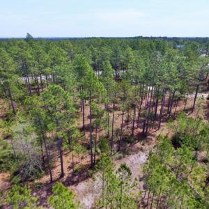 Photo of SOLD!  12.7 Acres of Timberland For Sale in Pamlico County NC!