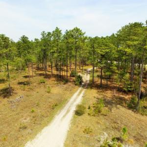 Photo of SOLD!  12.7 Acres of Timberland For Sale in Pamlico County NC!