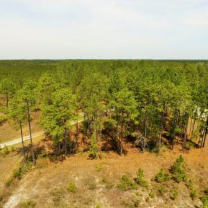 Photo of SOLD!  12.7 Acres of Timberland For Sale in Pamlico County NC!