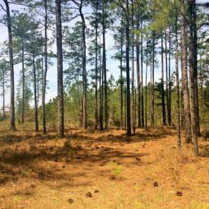 Photo of SOLD!  12.7 Acres of Timberland For Sale in Pamlico County NC!