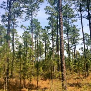 Photo of SOLD!  12.7 Acres of Timberland For Sale in Pamlico County NC!