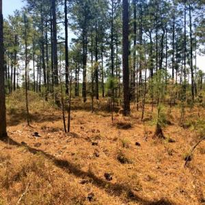 Photo of SOLD!  12.7 Acres of Timberland For Sale in Pamlico County NC!