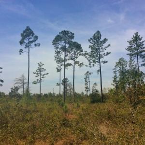 Photo of SOLD!  12.7 Acres of Timberland For Sale in Pamlico County NC!