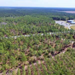 Photo of SOLD!  12.7 Acres of Timberland For Sale in Pamlico County NC!