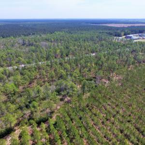 Photo of SOLD!  12.7 Acres of Timberland For Sale in Pamlico County NC!