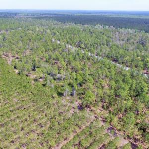 Photo of SOLD!  12.7 Acres of Timberland For Sale in Pamlico County NC!
