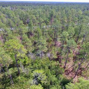 Photo of SOLD!  12.7 Acres of Timberland For Sale in Pamlico County NC!