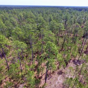 Photo of SOLD!  12.7 Acres of Timberland For Sale in Pamlico County NC!