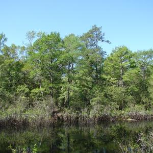 Photo of SOLD!  337 Acres of Hunting Land For Sale in Columbus County NC!