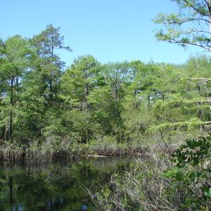 Photo of SOLD!  337 Acres of Hunting Land For Sale in Columbus County NC!