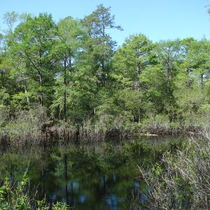 Photo of SOLD!  337 Acres of Hunting Land For Sale in Columbus County NC!