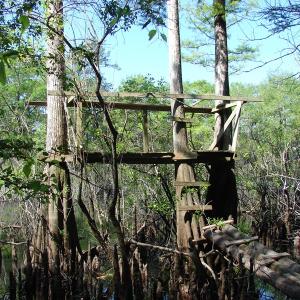 Photo of SOLD!  337 Acres of Hunting Land For Sale in Columbus County NC!