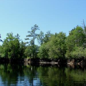Photo of SOLD!  337 Acres of Hunting Land For Sale in Columbus County NC!