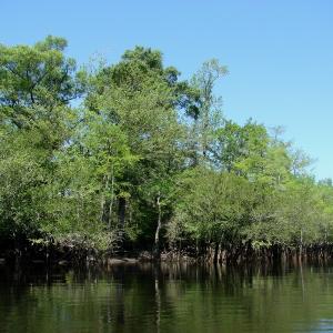Photo of SOLD!  337 Acres of Hunting Land For Sale in Columbus County NC!