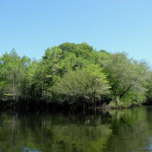 Photo of SOLD!  337 Acres of Hunting Land For Sale in Columbus County NC!