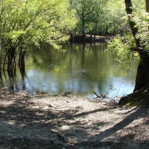 Photo of SOLD!  337 Acres of Hunting Land For Sale in Columbus County NC!