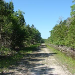 Photo of SOLD!  337 Acres of Hunting Land For Sale in Columbus County NC!