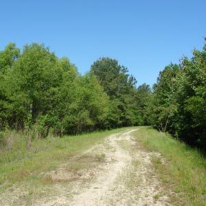 Photo of SOLD!  337 Acres of Hunting Land For Sale in Columbus County NC!