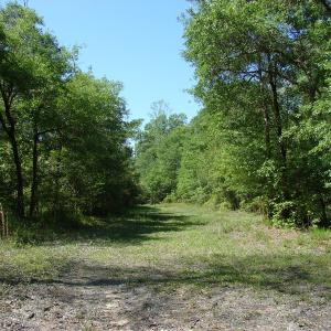 Photo of SOLD!  337 Acres of Hunting Land For Sale in Columbus County NC!