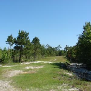 Photo of SOLD!  337 Acres of Hunting Land For Sale in Columbus County NC!