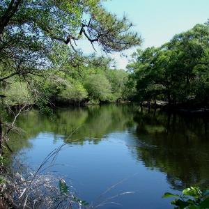 Photo of SOLD!  337 Acres of Hunting Land For Sale in Columbus County NC!
