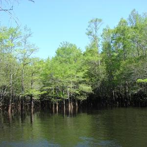 Photo of SOLD!  337 Acres of Hunting Land For Sale in Columbus County NC!