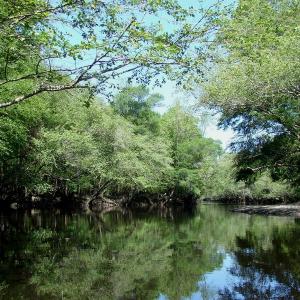 Photo of SOLD!  337 Acres of Hunting Land For Sale in Columbus County NC!