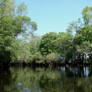 Photo of SOLD!  337 Acres of Hunting Land For Sale in Columbus County NC!