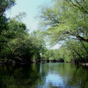 Photo of SOLD!  337 Acres of Hunting Land For Sale in Columbus County NC!