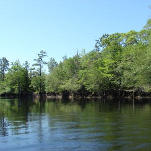 Photo of SOLD!  337 Acres of Hunting Land For Sale in Columbus County NC!