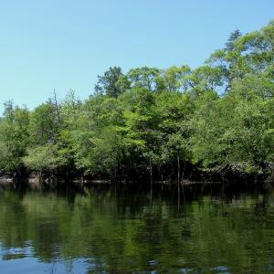 Photo of SOLD!  337 Acres of Hunting Land For Sale in Columbus County NC!