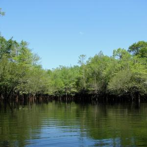 Photo of SOLD!  337 Acres of Hunting Land For Sale in Columbus County NC!