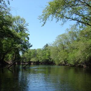 Photo of SOLD!  337 Acres of Hunting Land For Sale in Columbus County NC!