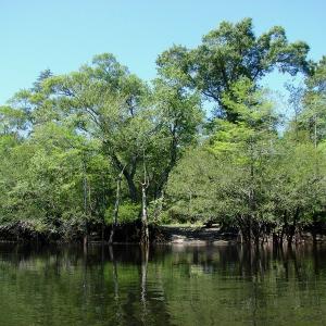 Photo of SOLD!  337 Acres of Hunting Land For Sale in Columbus County NC!